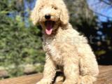 DEV BOY POODLE NADİR BULUNAN