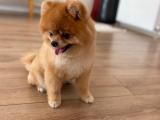 Aa Kalite Safkan Pomeranian Boo Oglumuz Felix