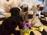 pug mops yavruları