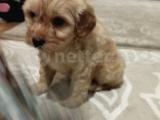 2,5 aylik maltipoo