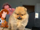 A kalite teddy face pomeranian yavrumuz