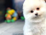 Yeni gelen safkan pomeranian bo yavrumuz 