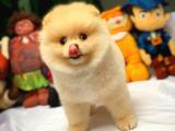 Birbirinden Sevimli Pomeranian Boo Yavrularımız