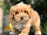 Maltipoo