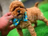 Baby face Mini boy red toy poodle yavrumuz