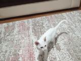 Bal gözlüm dişi Van kedi
