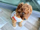 toy poodle pasaportu ve aşıları var