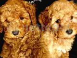 TOY POODLE CHİP Pasaportlu Özel IRK