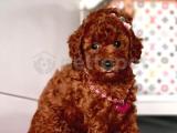 RED BROWN TOY POODLE YAVRULARIMIZ  