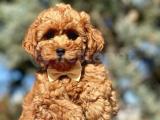 Birbirinden güzel toy poodle yavrularımız