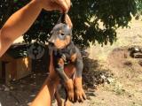 Yavru Dobermanlar