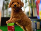 SAĞLIK VE IRK GARANTİLİ TOY POODLE YAVRUMUZ