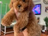 Orijinal ırk garantili toy poodle yavrular