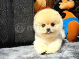 A+ Kalite Pomeranian Boo Yavrular