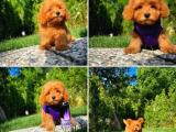 Mini boy red toy poodle yavrumuz