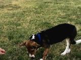 6 aylık beagle jack russel mix ( jackabee)