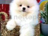 Efsane  Güzellikte Pomeranian  Boo