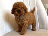 MUHTEŞEM GÜZELLİKTE TOY POODLE YAVRUMUZ