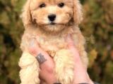 Tr min En güzel Toy Poodle yavruları