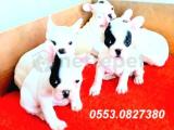 FRENCH BULLDOG YAVRULAR İZMİR 0553.0827380