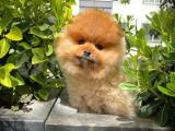 Safkan Turuncu Pomeranian Boo yavrumuz 