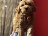 Maltipoo yavrularımız orjinal safkan