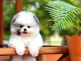 A Quality Teddy Bear Pomeranian Boo with Yavrupatiler guarantee