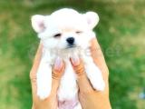 3.5 Aylık Kar Beyazı PomeranianBoo Oğlumuz