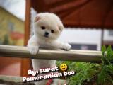 AYI SURAT TEDDYBEAR POMERANİAN BOO KIZIMIZ SHURY / Yavrupatiler den