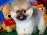 Tobby isimli 3 aylık erkek pomeranian boo köpeğimiz