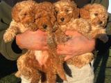 Birbirinden sevimli toy poodle yavrularımız