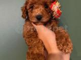 SAFKAN DİŞİ ERKEK TOY POODLE YAVRULAR 