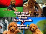 Ödül adayı Safkan Orjinal renk Red Brown Toy poodle @yavrupatiler kızımız 