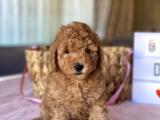 HER RENK VE CİNSİYET TOY POODLE YAVRULAR