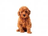 Bebek suratlı toy poodle yavrularımız