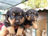 Antalya Joker PetShop Rottweiler Yavruları