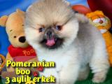 Pomeranian boo TEACUP oyuncu yavrumuz TOBY / Yavrupatiler den