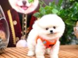 Irk ve sağlık garantili pomeranian boo yavrularımız