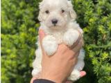 Dişi erkek maltipoo yavrularımız