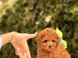 RED TOY POODLE BEBEKLERİMİZ