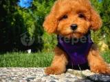 Yeni Ailesini Bekleyen ToyPoodle Oğlumuz/ İnstagram: Pomeranianboodunyasi_