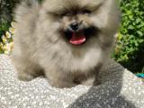 Orjinal Pomeranian Boo TeddyBear