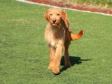 LABRADOODLE TEMEL İTAAT EĞİTİMLİ