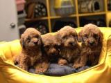 EVİNİZİN NEŞESİ TOY POODLE YAVRULARIM