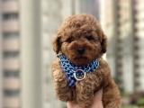 ORJİNAL RED TOY POODLE YAVRUMUZ GELMİŞTİR 