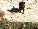 Rottweiler Koca Kafa Erkek Yavru 