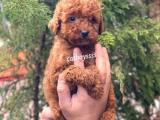 Toy poodle red brown erkek yavrular 