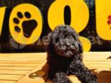 Siyah Toy Poodle Yavrular