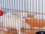 Acil Sahiplendirme (Maltipoo) 