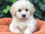 Özel üretim Maltipoo yavrular